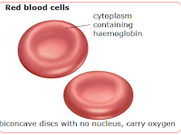 Blood Diagram Blood Diagram
