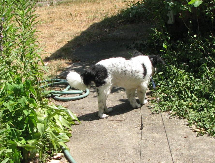 Pappy S Dogs The Dog House Pappy S Dogs The Dog House