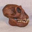 manusia purba Meganthropus Paleojavanicus