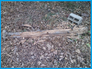 large log chewed from end to end.  Originally about four feet long and 8 inches thick.  Thickness is now reduced by half.