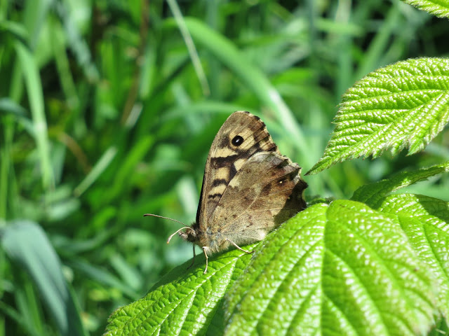 Speckled Wood Butterfly (Pararge aegeria) on bramble leaf with wings closed.