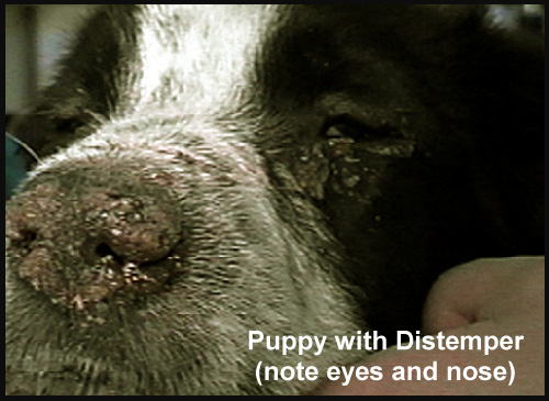 Secrets of a Vet Tech: The Pet Parent Professor: Distemper in Dogs: In