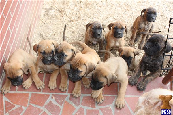 Bull Mastiff Puppies For Sale Show Quality Bull Mastiff Puppies 2 Male ... Bull Mastiff Puppies For Sale Show Quality Bull Mastiff Puppies 2 Male ...
