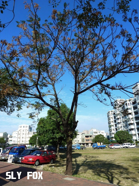 林森路台灣苦楝