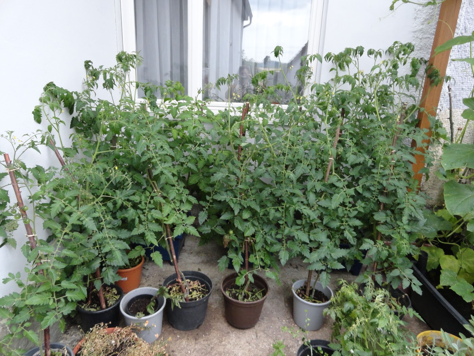 Selbstversorger-garten.blogspot.com