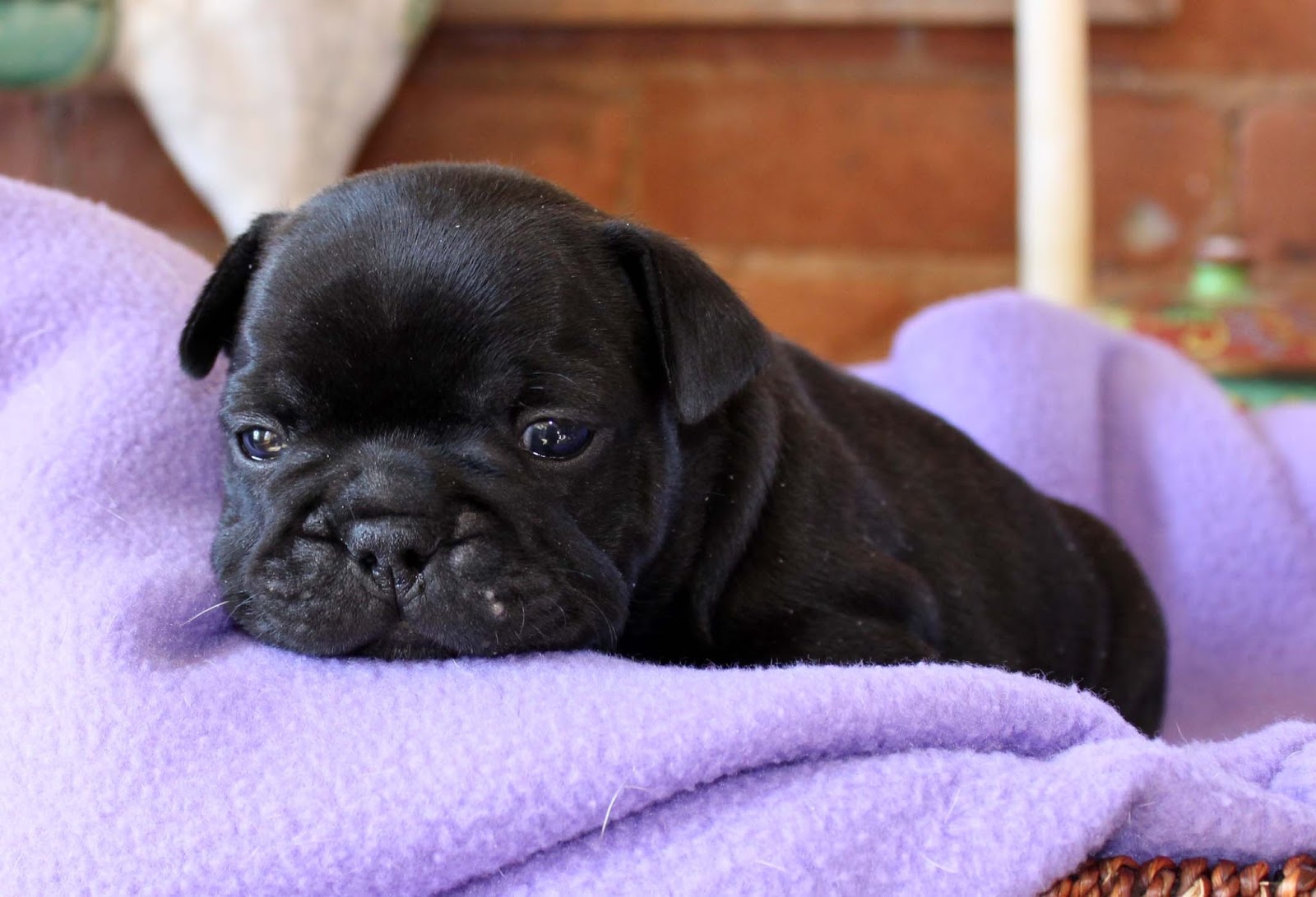 Fayme French Bulldogs: Valentina&rsquo;s Puppies 4 Weeks Old