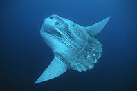 Molas