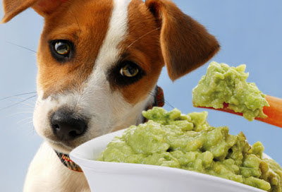 Can You Give Potatoes To Dogs Can You Give Potatoes To Dogs