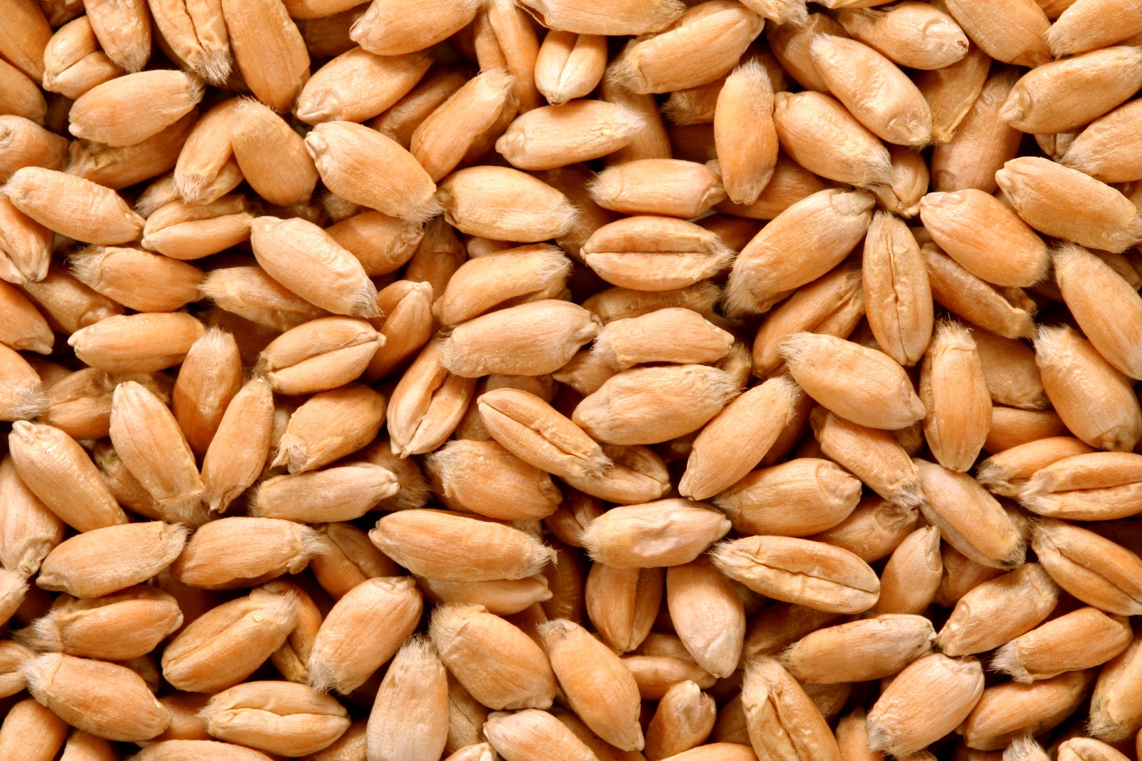 DIETA DE LAS LEGUMBRES dieta de las legumbres:
