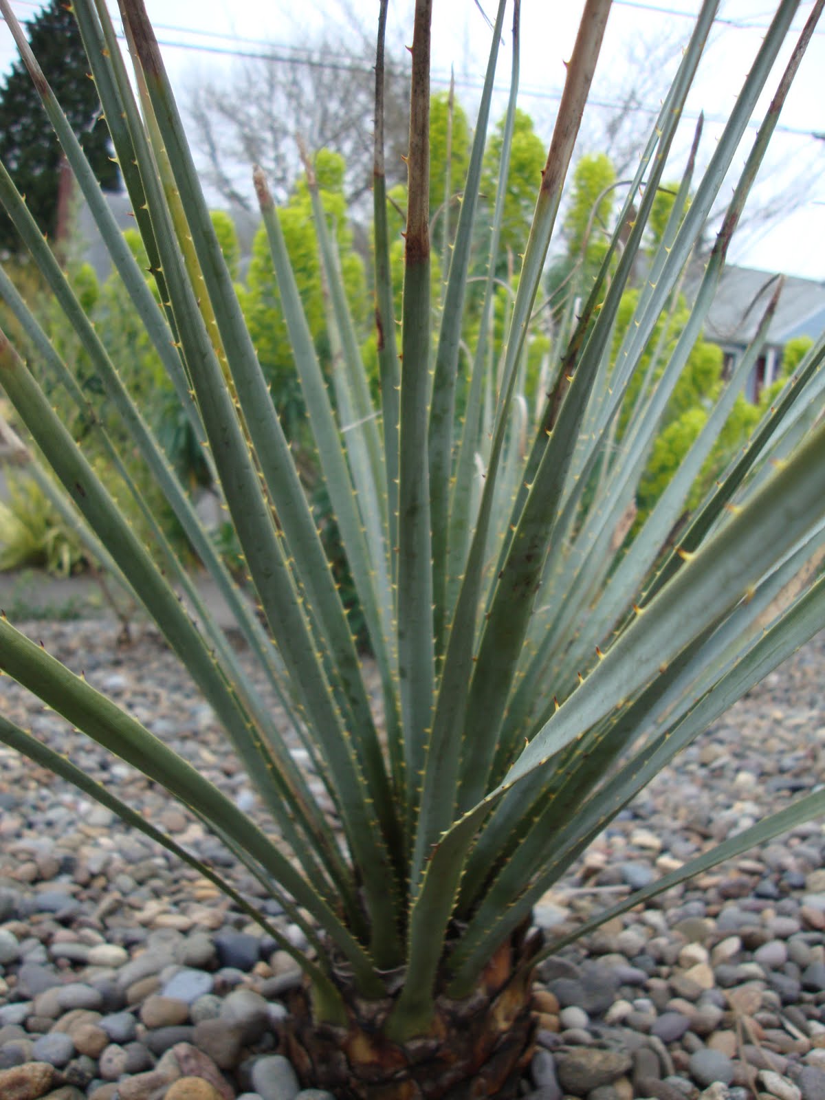 danger garden Hesperaloe parviflora and Dasylirion