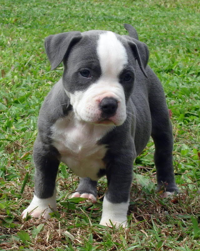 De perrito frente al espejo 3
