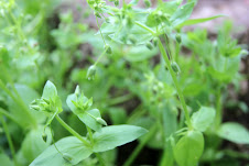 Chickweed