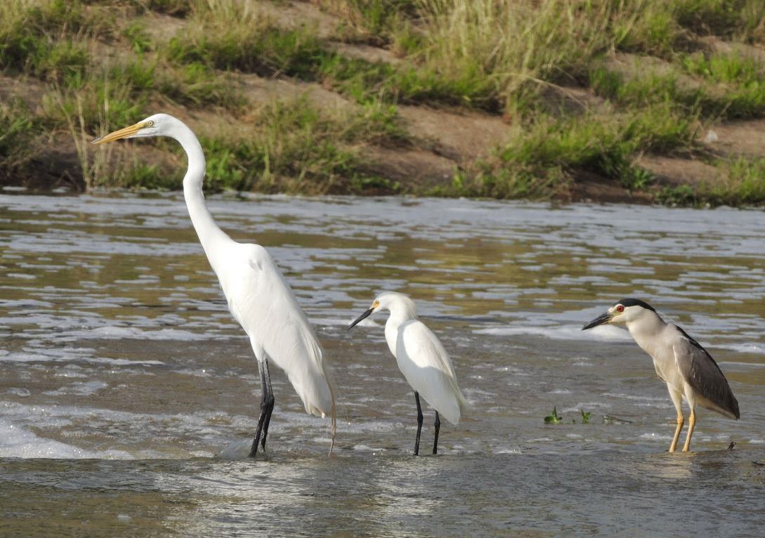 HTownWest Photo Blog Flood control canals as bird habitat