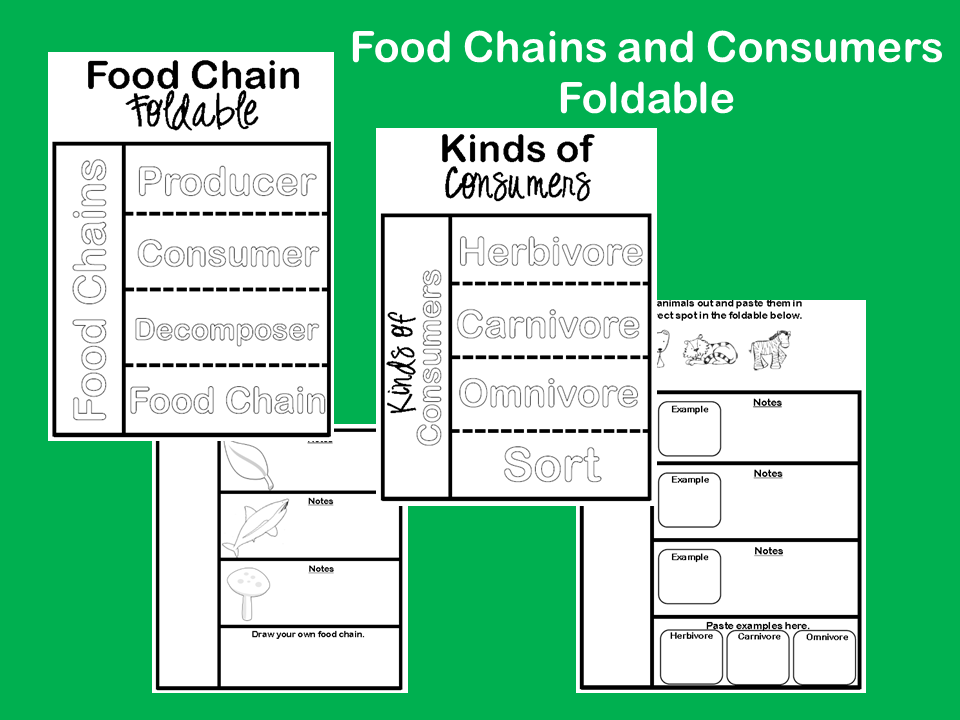 Ginger Snaps: Food Chain and Consumers Foldable