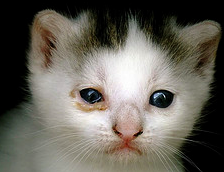 House Cat Eye Discharge House Cat Eye Discharge