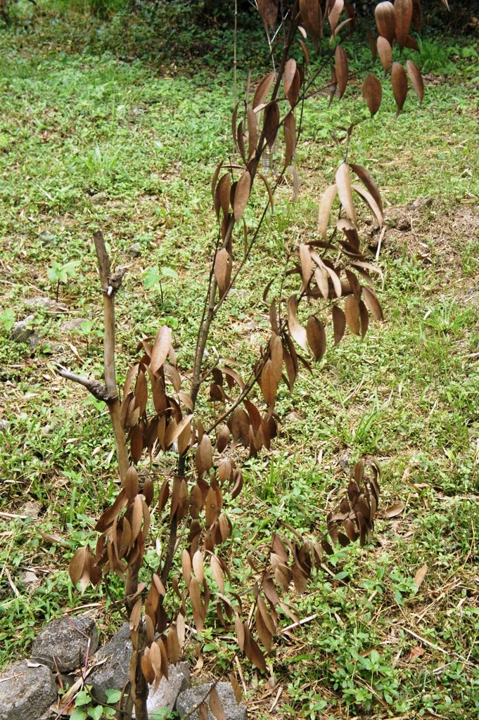 OUR PHILIPPINE TREES This Cinnamon Bites the Dust