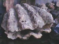 Kerang Raksasa Bangka Belitung