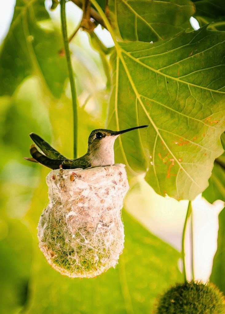 7 Amazing Facts about Incredible Hummingbirds