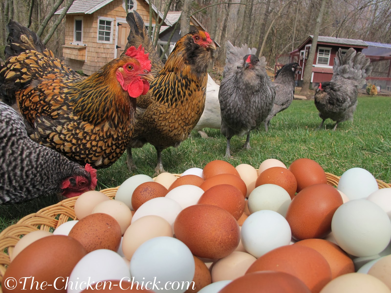 Decrease in Egg Production Causes & Solutions The Chicken Chick®