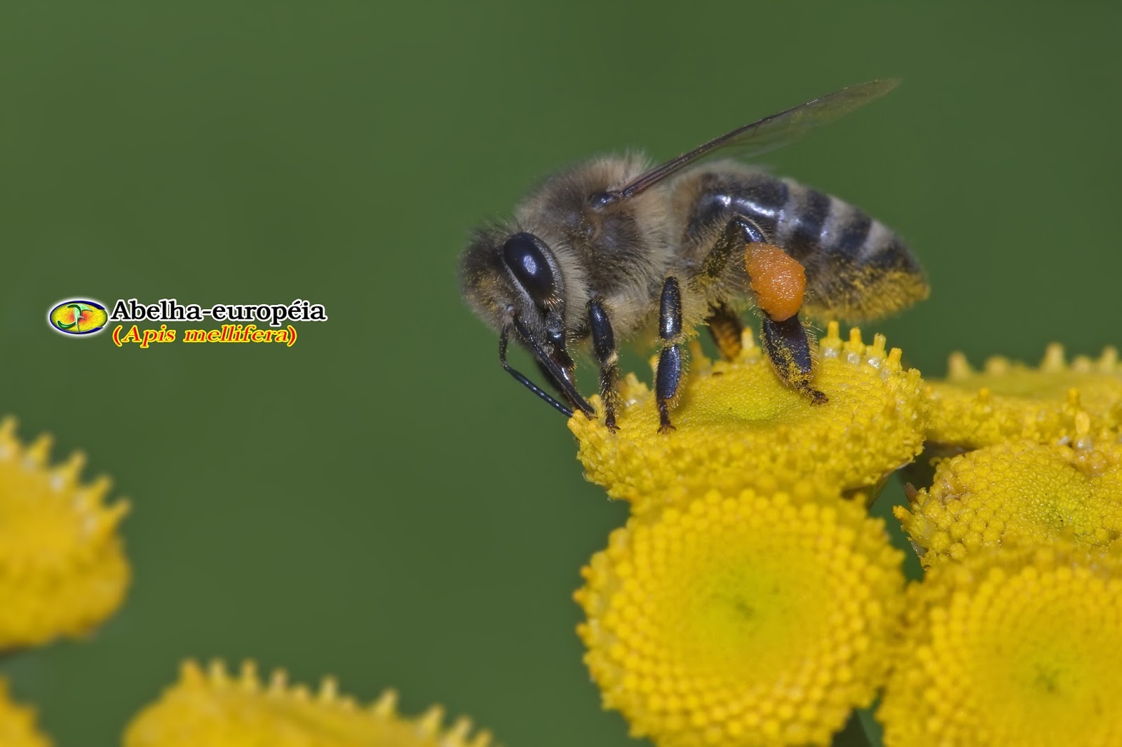 Zoologia Abelhaeuropéia (Apis mellifera)