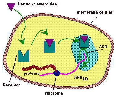 Hormonas esteroideas y sus receptores