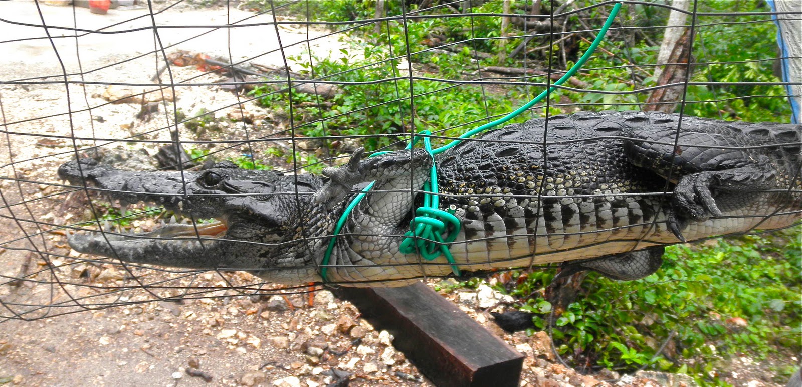 Moment to Moment A crocodile rescue