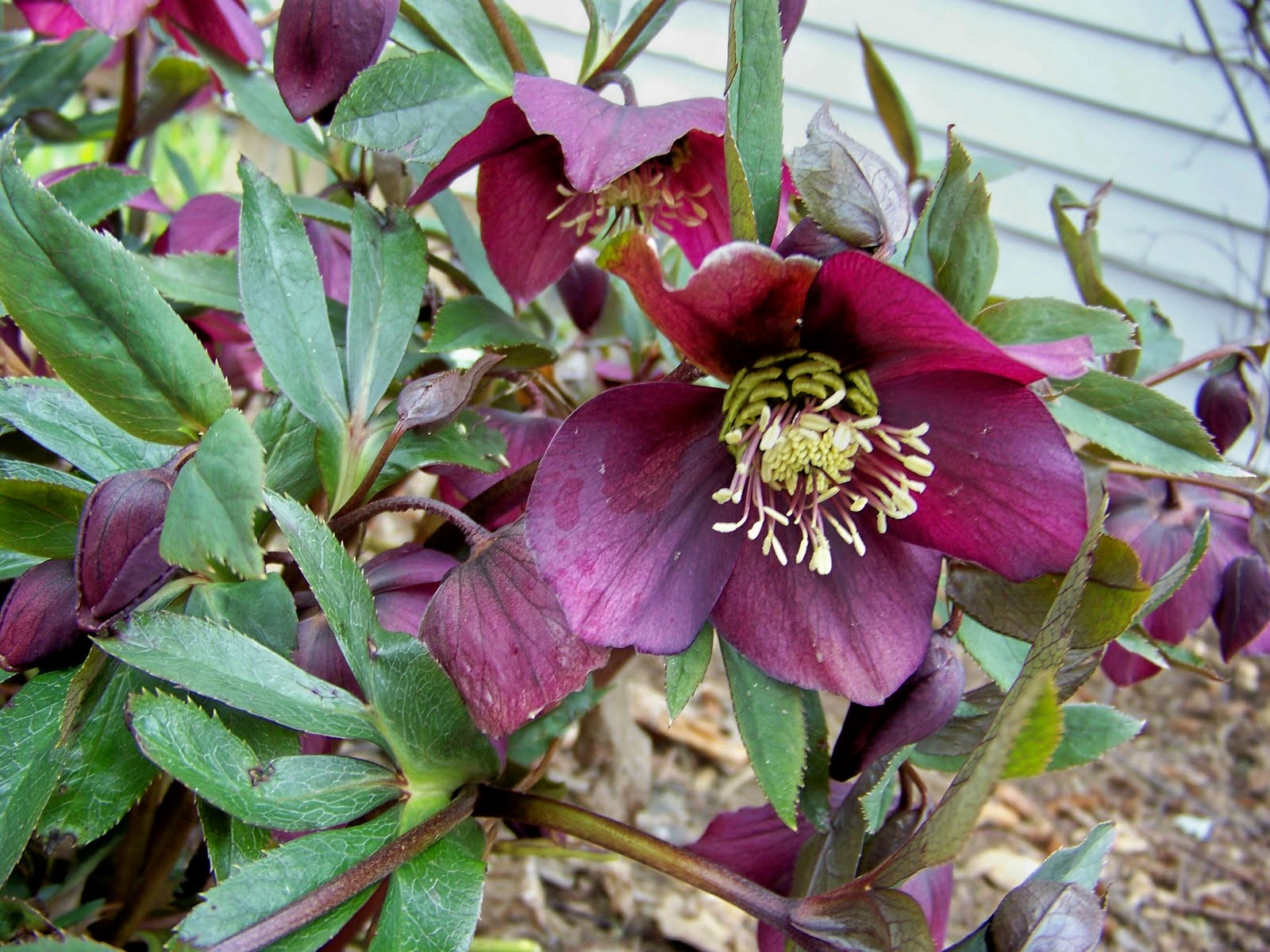 A Garden in Bethlehem PA Lenten Rose Seedlings