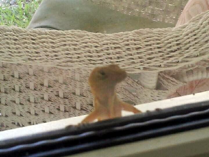 Life Tastes Good Thumanns Hot Dogs