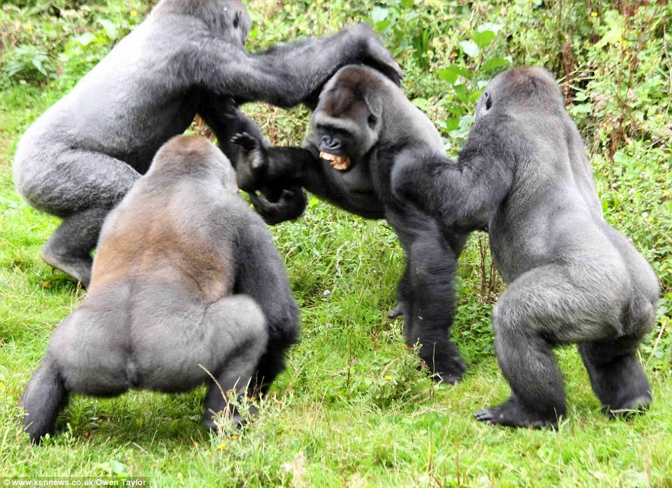 full stop why apes look like Frequently asked questions about but we didn't evolve from apes humans share a common ancestor with modern african apes, like gorillas and chimpanzees. full stop why apes look like Frequently asked questions about but we didn't evolve from apes humans share a common ancestor with modern african apes, like gorillas and chimpanzees.