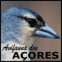 AVIFAUNA DOS AÇORES