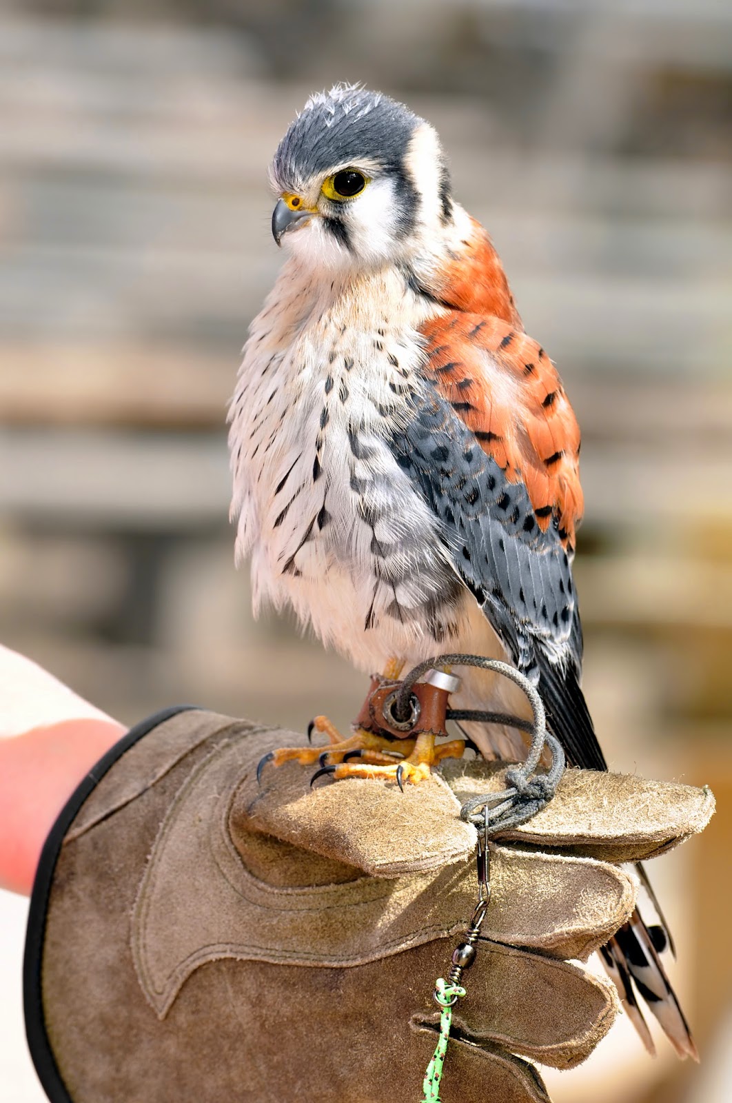 Falconry How to trap an American kestrel