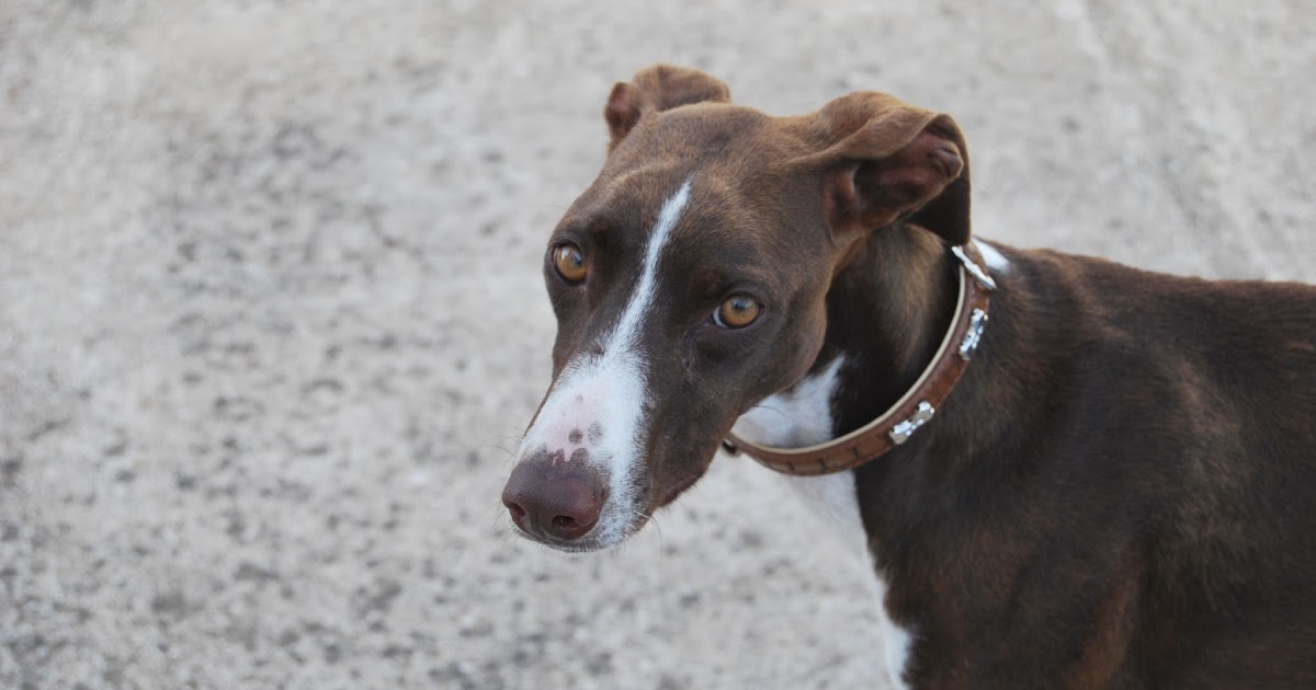 Das wahre Leben So´n büschen bekloppt ist ja ok. Olivia und Garfield