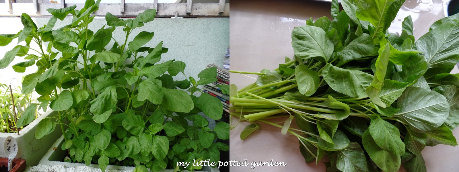 My Little Potted Garden Chinese Spinach (Amaranth)