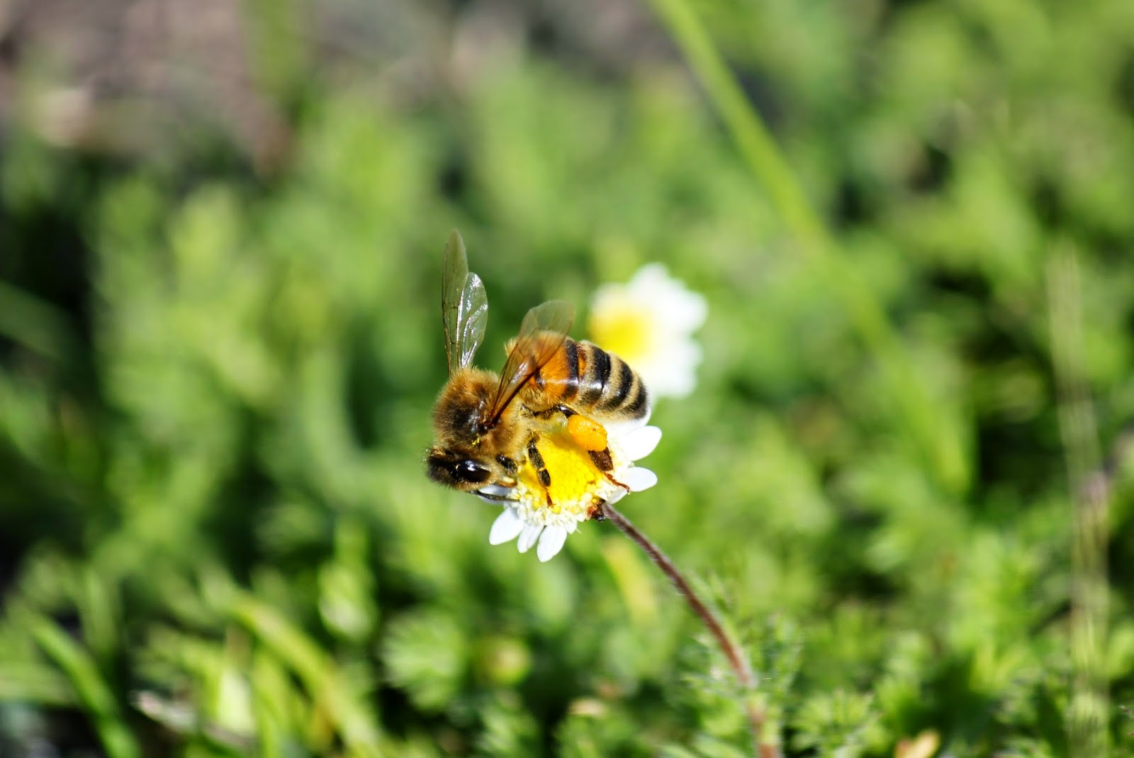 The Birds In the Bush Bees and weeds