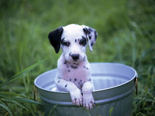 Dálmata Cachorros Fotos