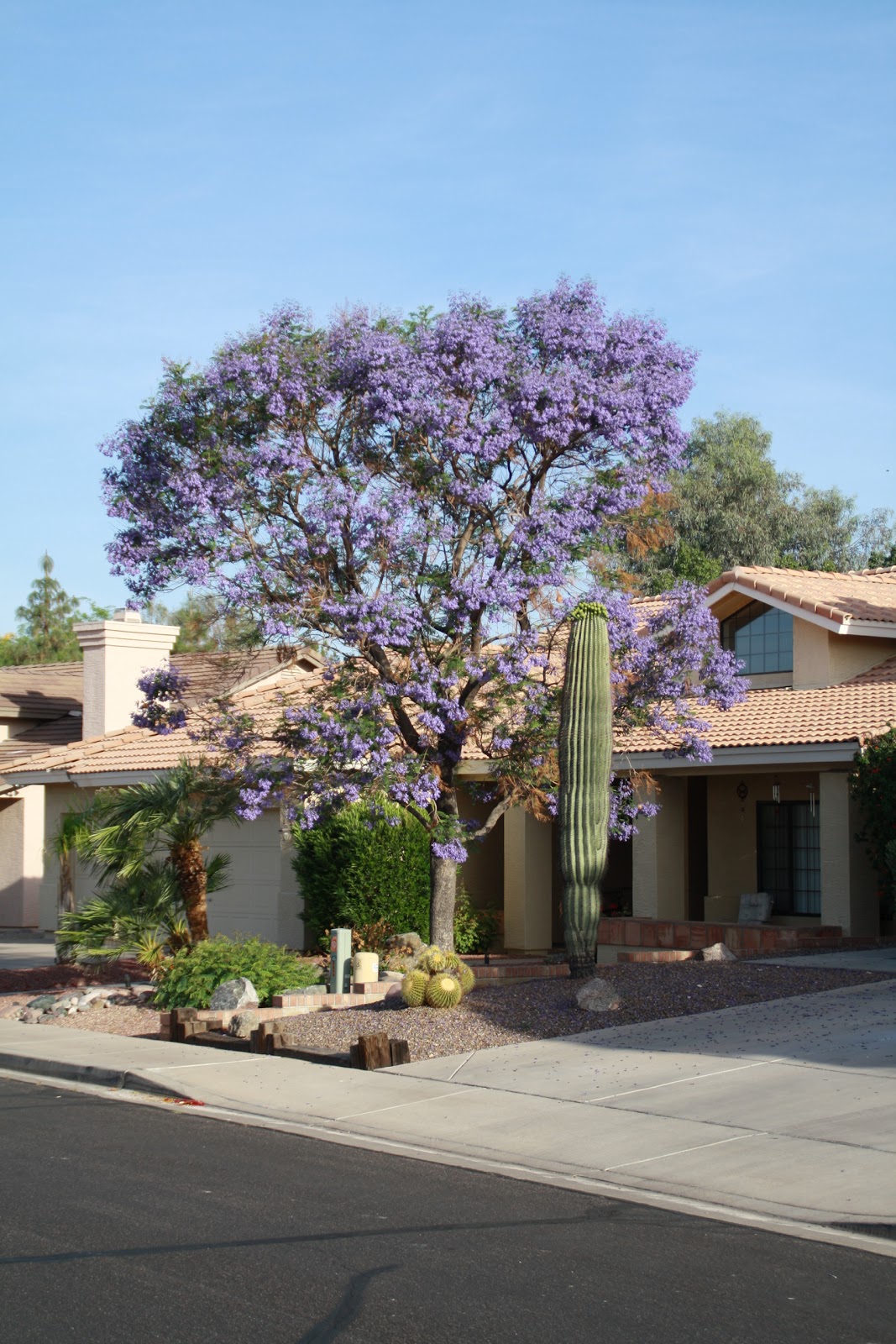 Tom and Ev's Travels Apr. 25th Beautiful trees in Mesa and Ft. Lowell