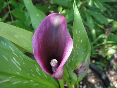 Calla Akela