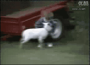 Animals vs kids (40 gifs), animals being jerks gif, goat head butted little kid