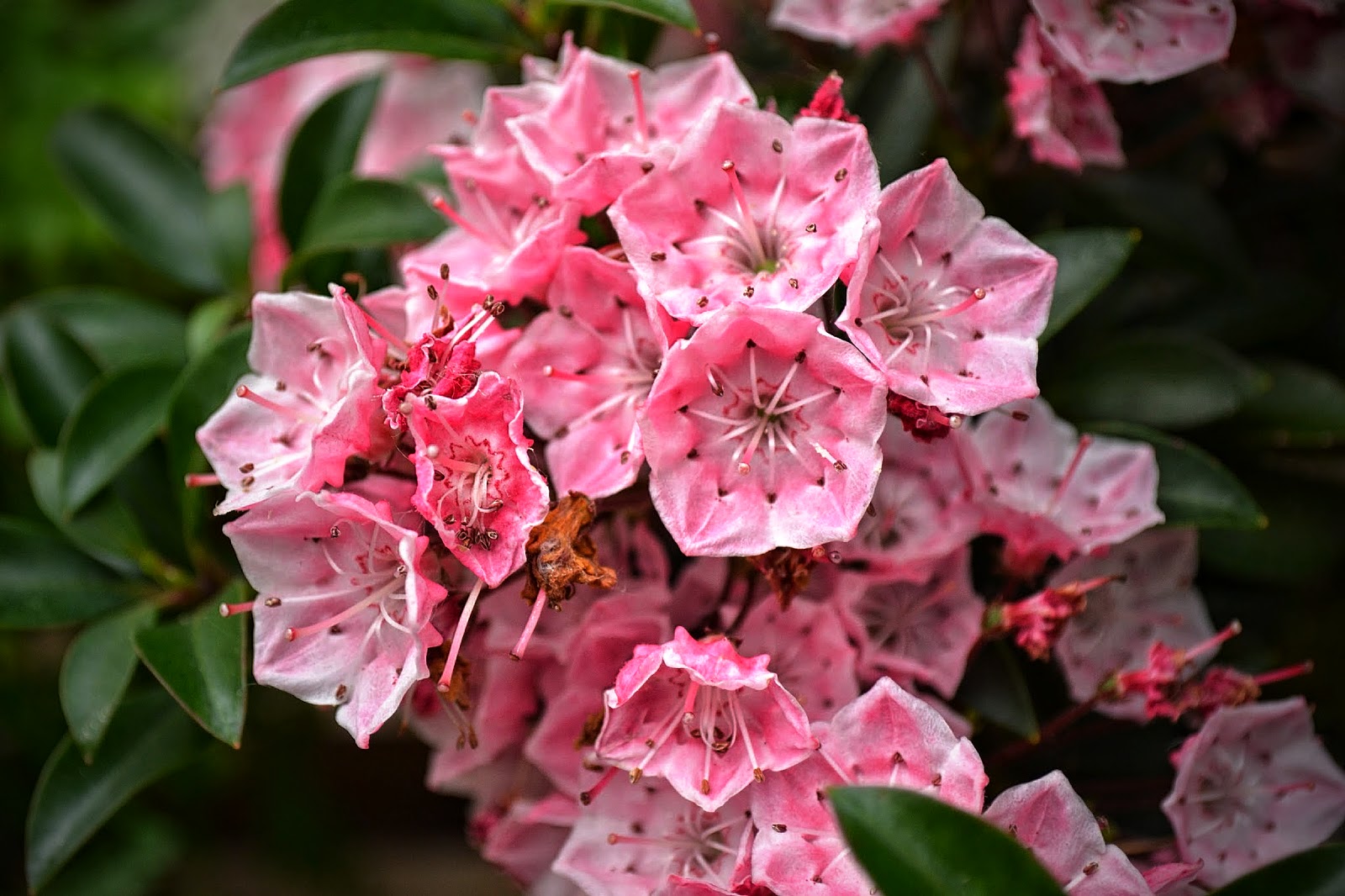 Pink Crocus Dream Garden
