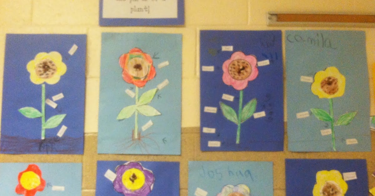 Miss. Llewellyn's Kindergarten: Parts of a Plant