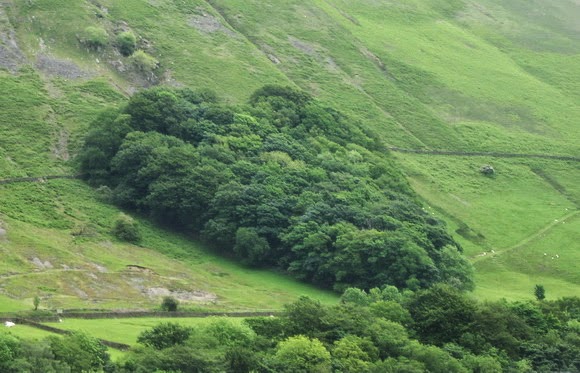 Bosque en forma de corazón, Reino Unido