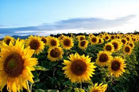 The World Of Interesting Facts Interesting Facts About Sunflowers