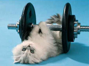 Graculka : Gym+cat