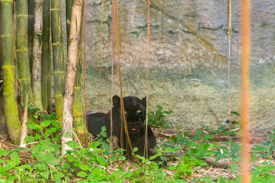 Chiang Mai Zoo. Part Two