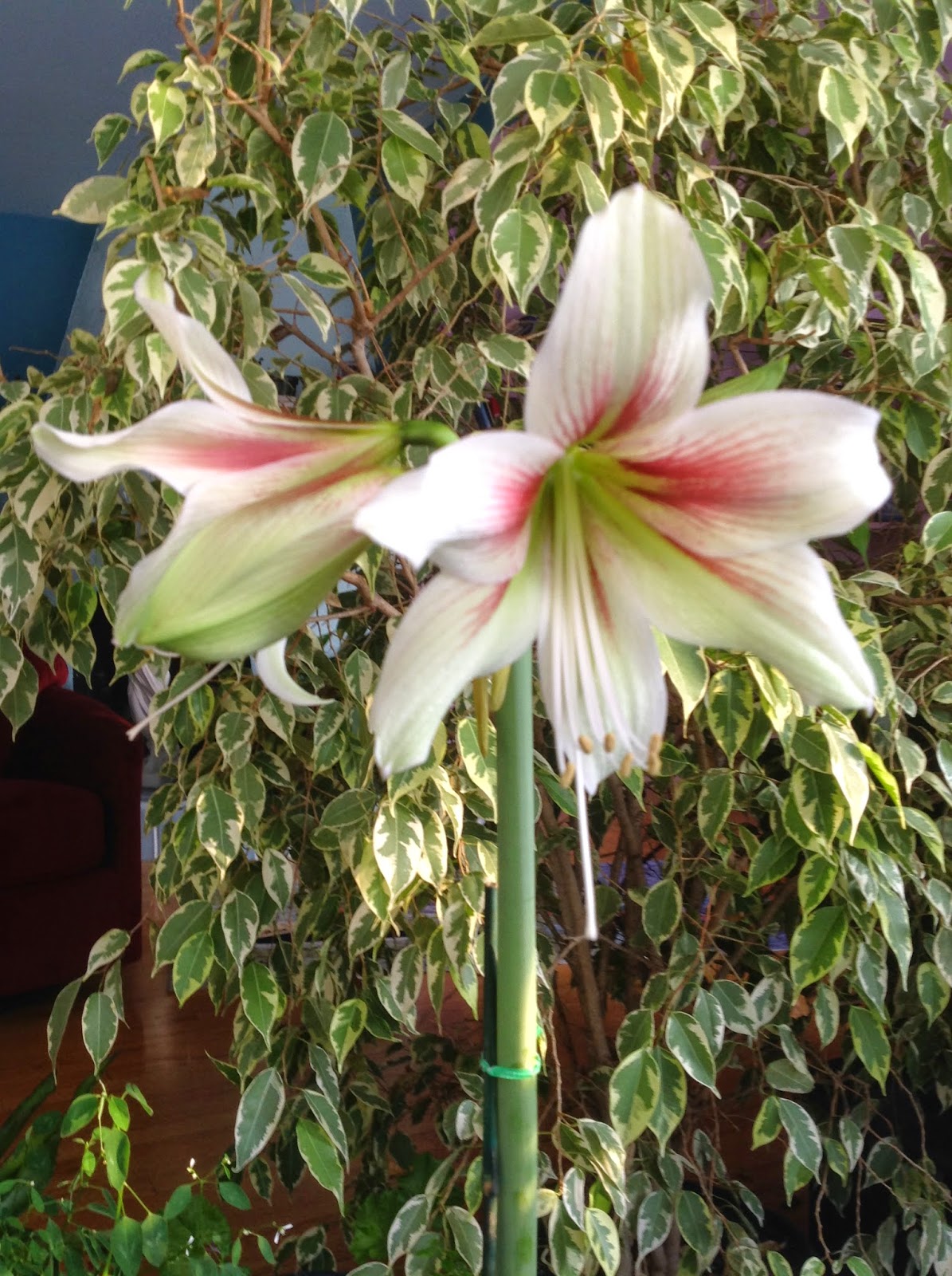The Meditative Gardener Staking Up a Tall Amaryllis