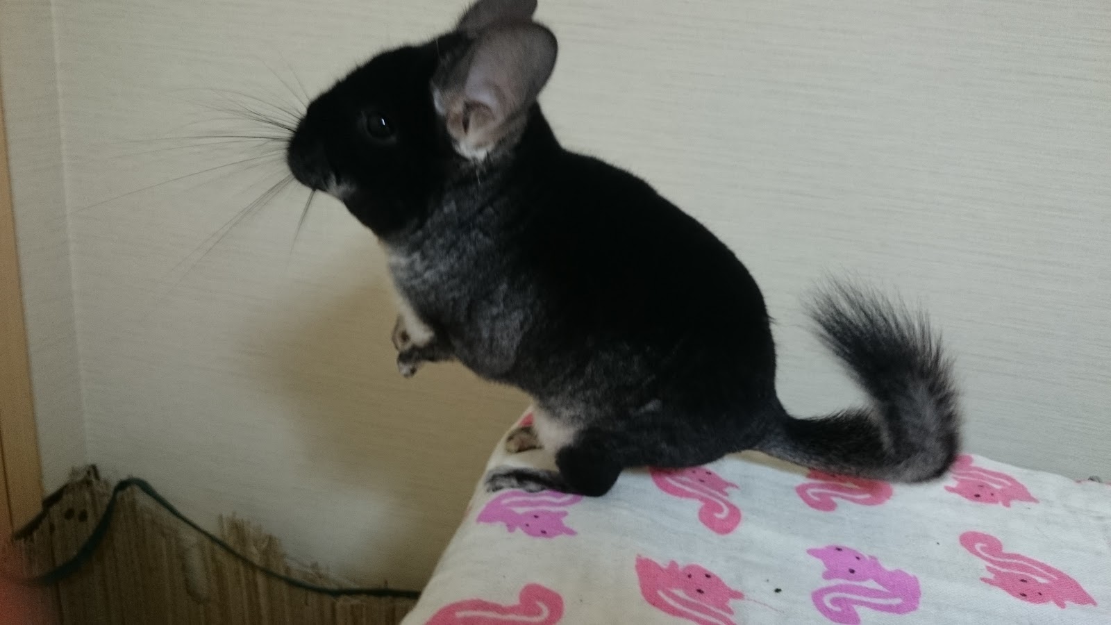 ちらふぁみときーちゃんの日記 つまみ食いが楽しいみずほと寛ぐきーちゃん♪