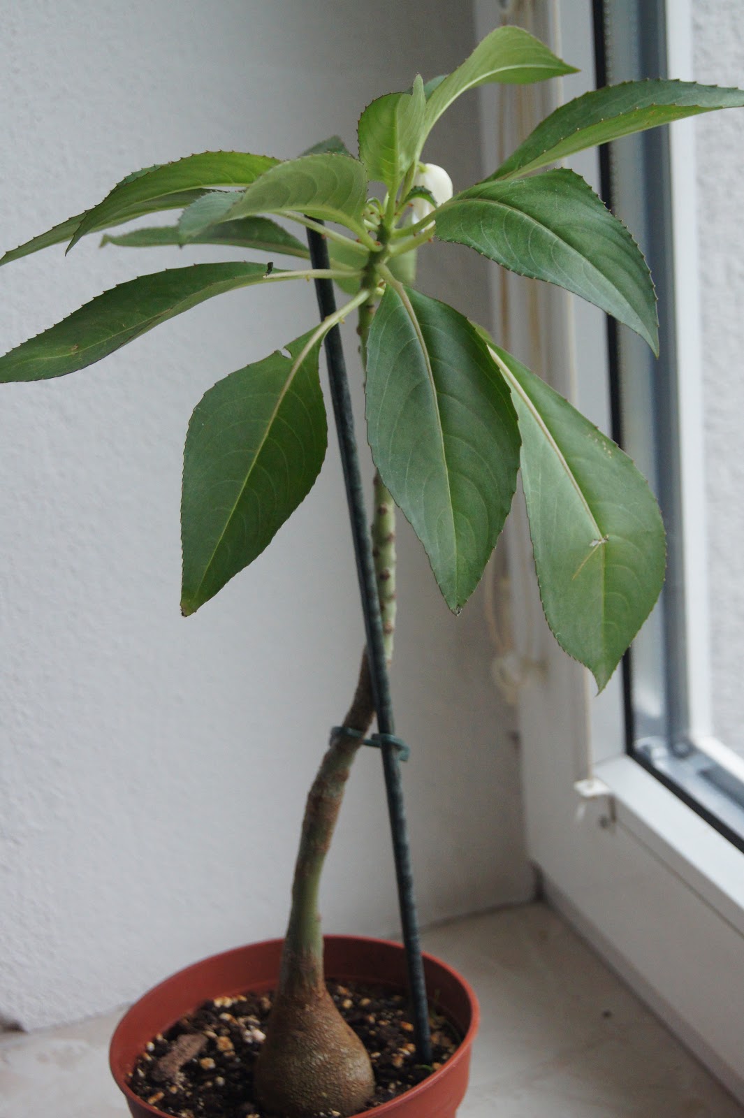 Botanische Raritäten Impatiens kerriae