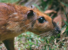 Fauna Bacia Taquari-Antas- Fonte: Aepan-ONG - Série: Mamíferos