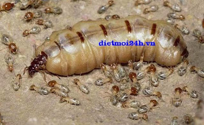 Phương pháp phát hiện mối trong công trình xây dựng Phương pháp phát hiện mối trong công trình xây dựng