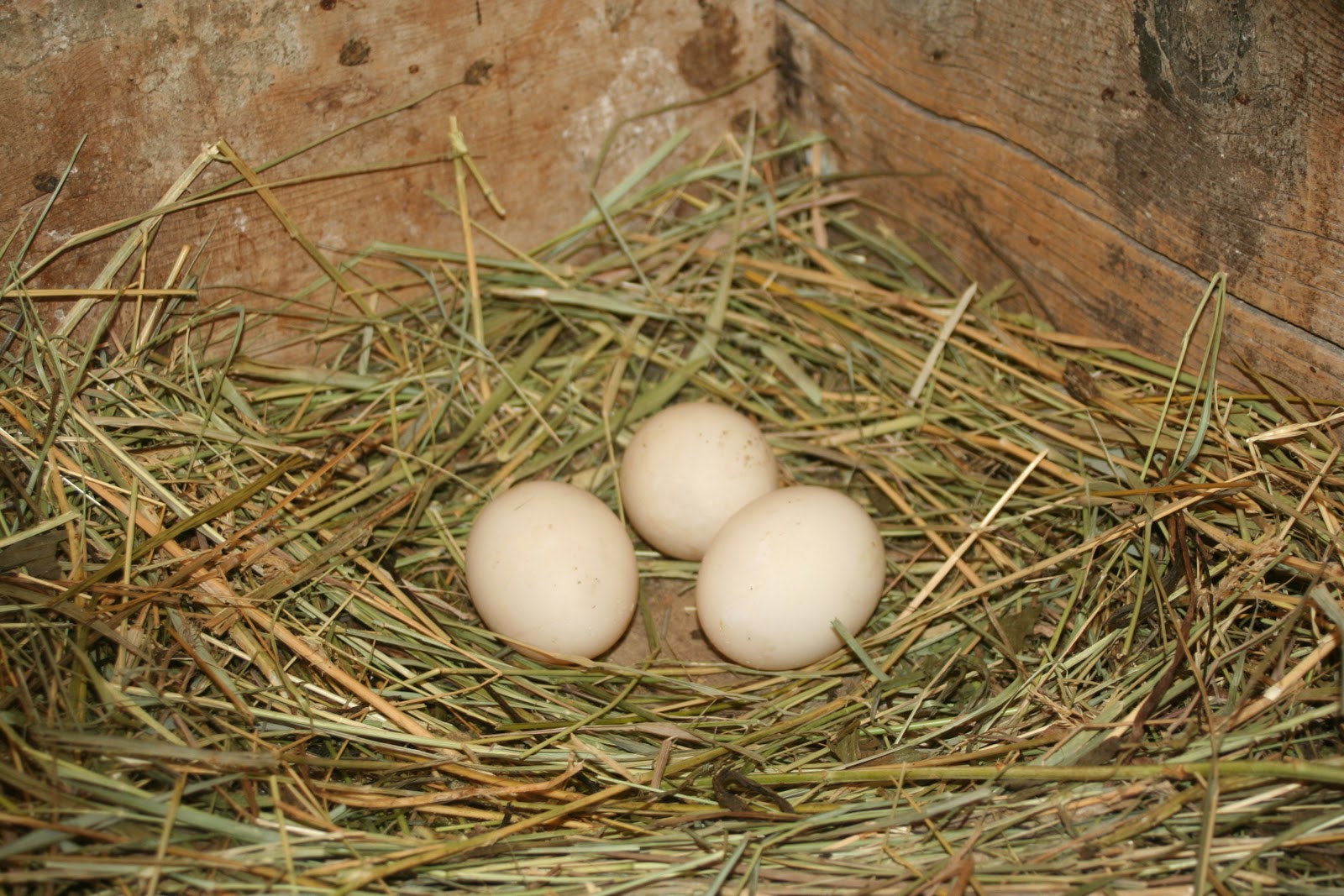 Brym's Backyard Duck Eggs for Sale!!!